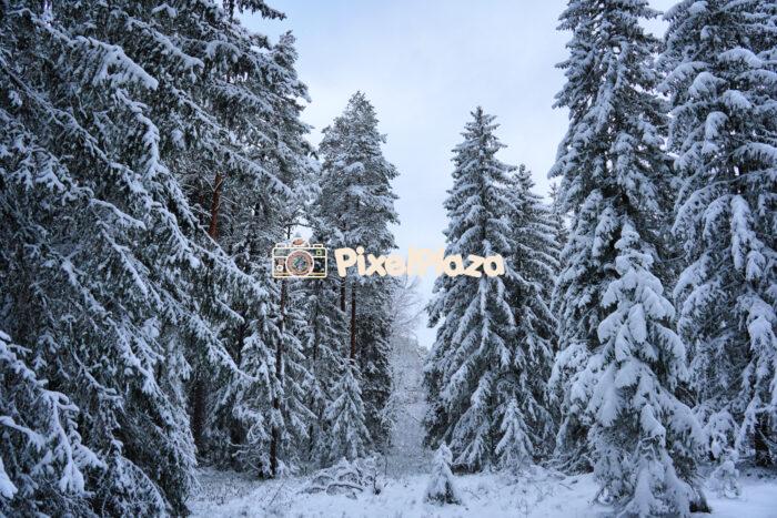 Nature's Canvas Snowy Trees in Estonia