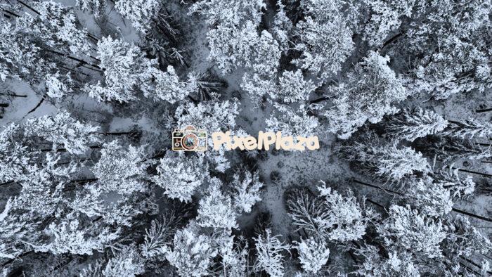 Winter Drone View of Snowy Forest