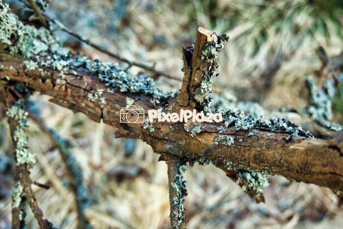 Close-Up of Lichen-Covered Broken Tree Branch