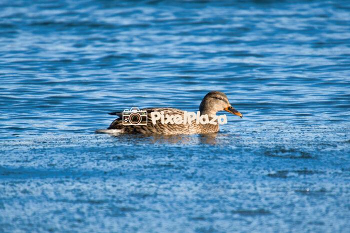 Female Mallard Duck Swimming in a Sea Female Mallard Duck Swimming in a Sea