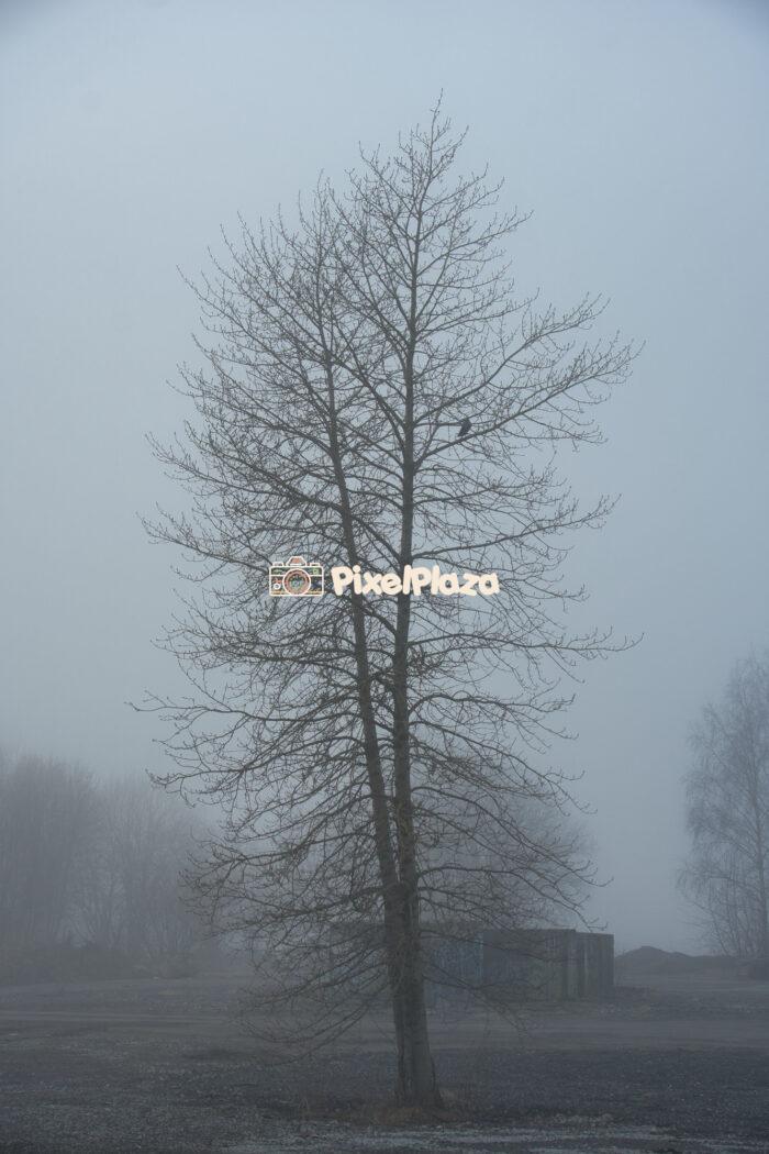 Lone Bare Tree in Foggy Landscape with a Perched Bird