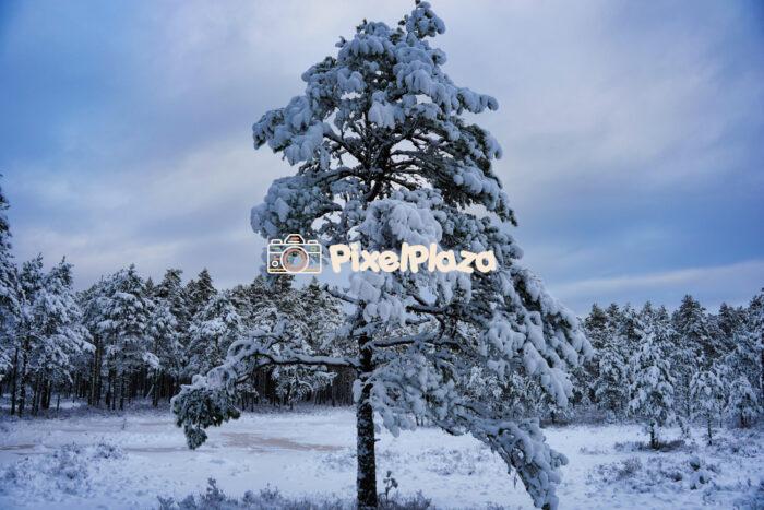 Lone Snow-Covered Pine Tree in a Winter Landscape Lone Snow-Covered Pine Tree in a Winter Landscape