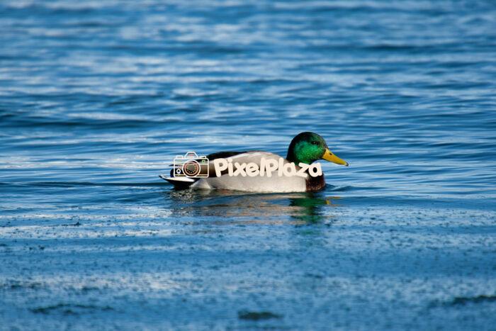 Male Mallard Duck Swimming in a Sea Male Mallard Duck Swimming in a Sea