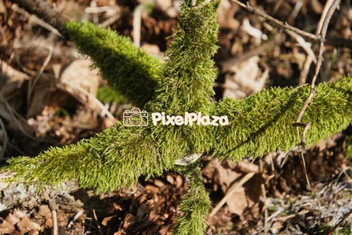 Moss-Covered Branch in a Forest Setting