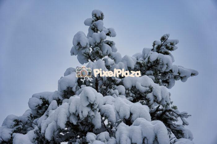 Snow-Covered Pine Tree Against a Winter Sky Snow-Covered Pine Tree Against a Winter Sky