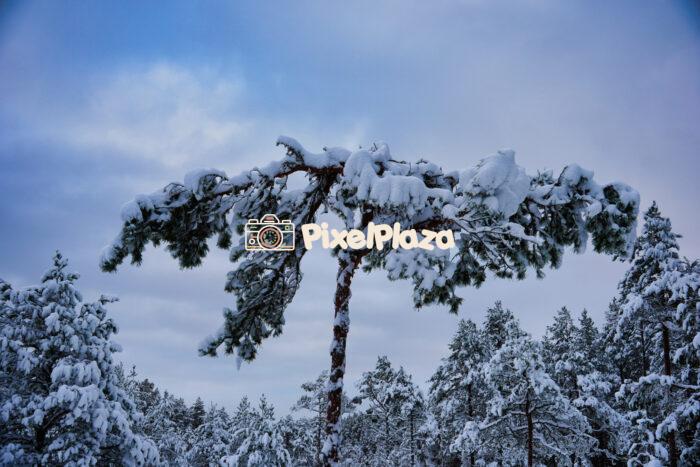 Snow-Covered Pine Tree in Winter Landscape Snow-Covered Pine Tree in Winter Landscape