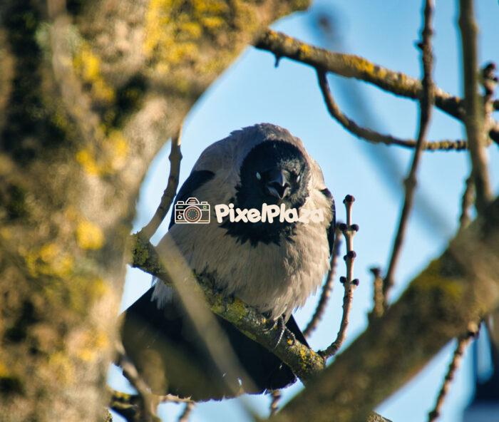 Crow Perched Among Mossy Branches