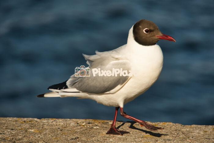 Black-Headed Gull Walking Gracefully by the Sea Black-Headed Gull Walking Gracefully by the Sea