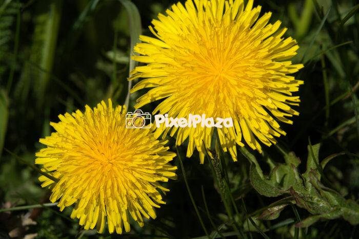 Bright Yellow Dandelions in Spring Sunlight