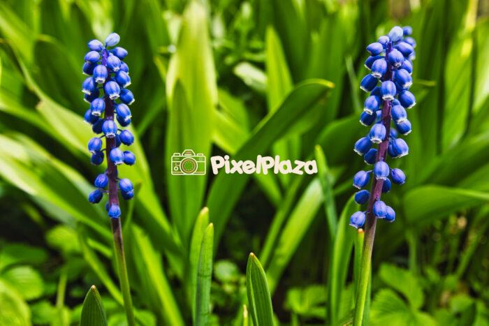 Close-Up of Blooming Grape Hyacinths in Spring Garden