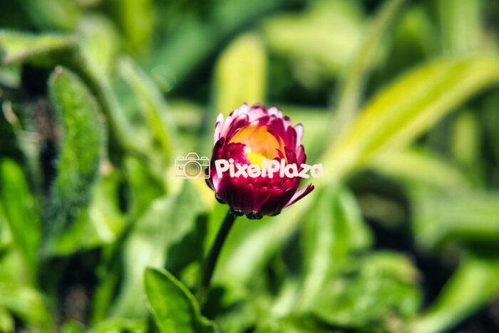 Close-Up of a Blooming Pink Daisy in Spring Sunlight Close-Up of a Blooming Pink Daisy in Spring Sunlight