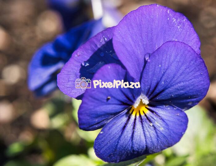 Close-Up of a Vibrant Purple Pansy Flower in Bloom