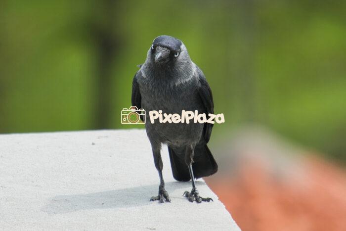 Eurasian Jackdaw Staring Intensely on a Concrete Ledge