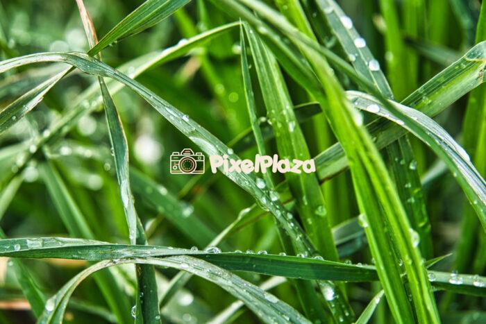 Fresh Morning Dew on Green Grass Blades