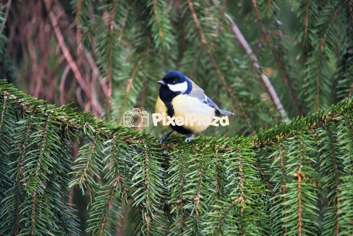 Great Tit Perched on Spruce Branch in Forest