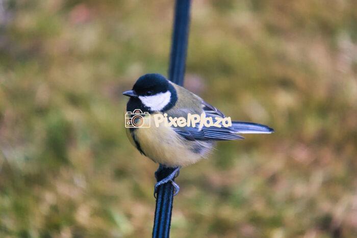 Great Tit Perched on a Cable in Natural Surroundings Great Tit Perched on a Cable in Natural Surroundings