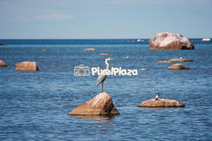 Grey Heron Standing on Coastal Rock in the Baltic Sea