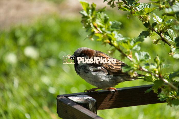 House Sparrow Resting on a Wooden Fence in a Garden House Sparrow Resting on a Wooden Fence in a Garden