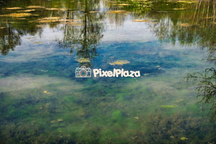 Tranquil Algae-Covered Pond with Reflections of Trees - Serene Wetland Nature Scene2 Tranquil Algae-Covered Pond with Reflections of Trees - Serene Wetland Nature Scene