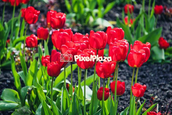Vibrant Red Tulips in Bloom During Spring Vibrant Red Tulips in Bloom During Spring