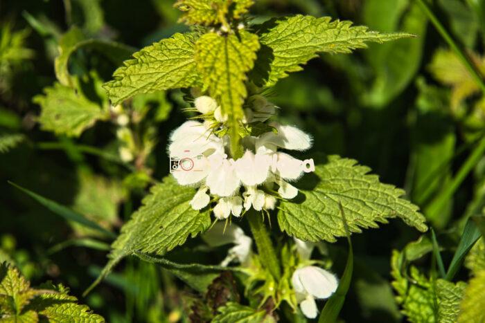 White Dead-Nettle in Spring Sunlight