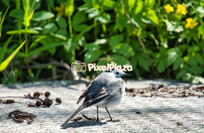 White Wagtail Standing on a Sunlit Stone Surface in Spring