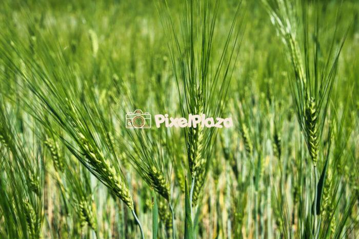 Close-Up of Green Wheat Field in Summer - Fresh Agricultural Landscape
