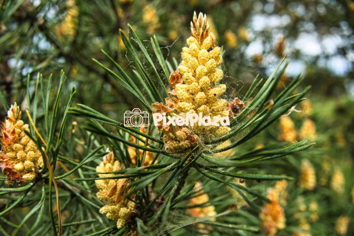 Close-Up of Pine Tree Pollen Cones in Springtime - Natural Macro Flora Close-Up of Pine Tree Pollen Cones in Springtime - Natural Macro Flora