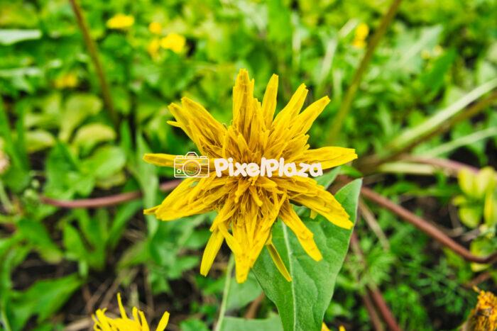Close-Up of a Unique Yellow Dandelion Bloom in Spring