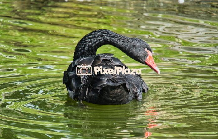 Elegant Black Swan Preening in Reflective Green Water Elegant Black Swan Preening in Reflective Green Water