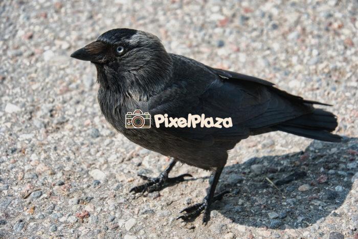 Eurasian Jackdaw on Pavement in Daylight