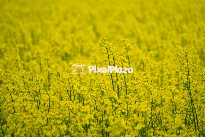 Golden Rapeseed Field in Full Bloom Golden Rapeseed Field in Full Bloom