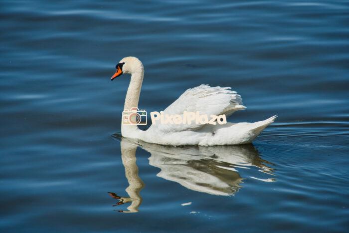 Graceful Mute Swan Gliding on Blue Water