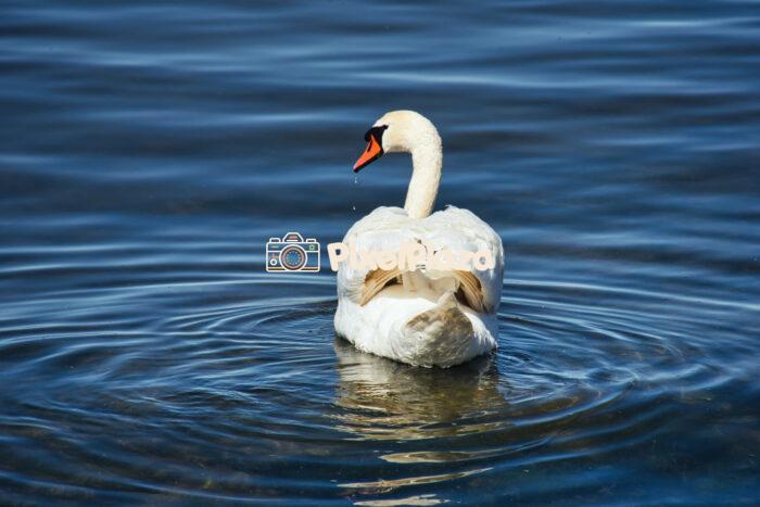 Graceful Mute Swan Gliding on Calm Water Graceful Mute Swan Gliding on Calm Water