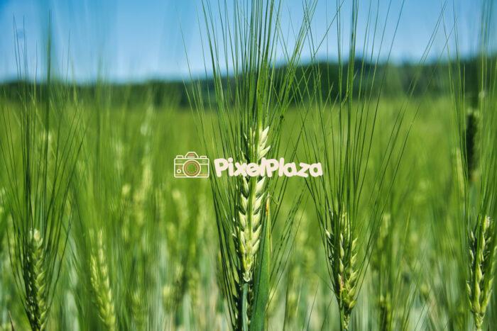 Green Wheat Field Close-Up - Young Cereal Crop Under Summer Sun