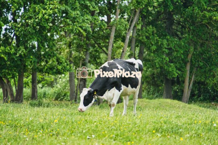 Holstein Cow Grazing Peacefully in Lush Green Pasture