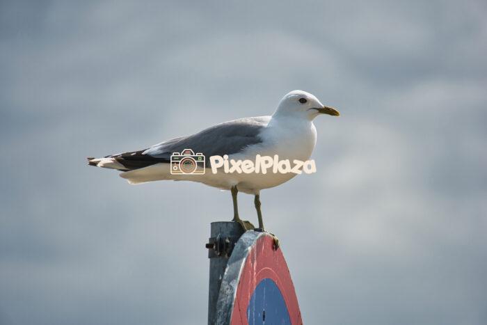 Seagull Perched on Traffic Sign Against Cloudy Sky