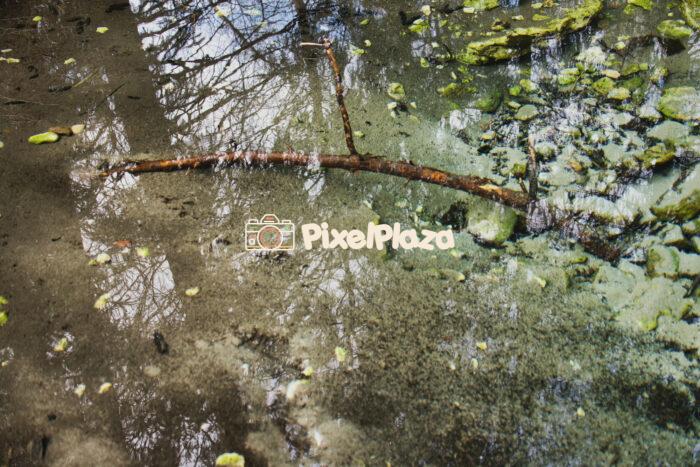 Still Water Reflection with Branch and Algae in Forest Puddle Still Water Reflection with Branch and Algae in Forest Puddle