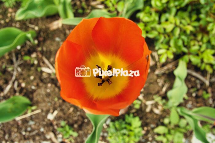Vibrant Orange Tulip Bloom – Top-Down Macro View