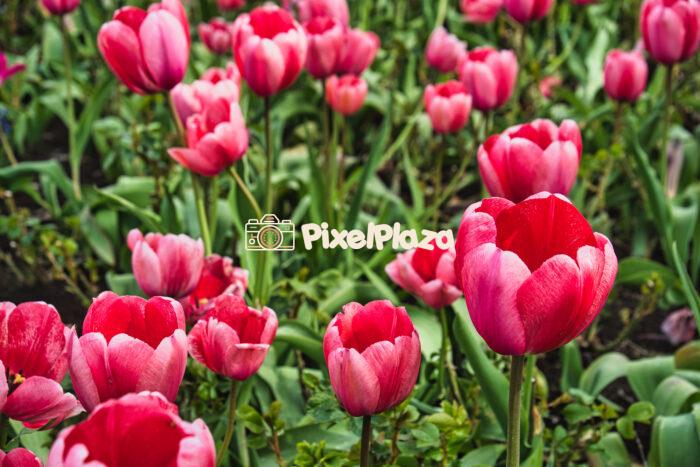 Vibrant Red and Pink Tulips in Full Bloom Vibrant Red and Pink Tulips in Full Bloom