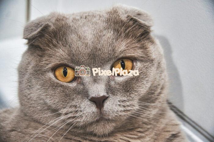 Close-Up Portrait of Scottish Fold Cat with Amber Eyes - High-Resolution Pet Photo2 Close-Up Portrait of Scottish Fold Cat with Amber Eyes - High-Resolution Pet Photo