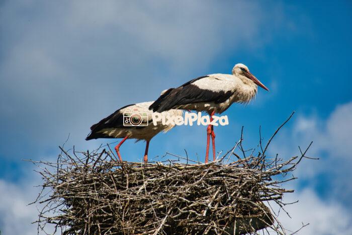 Two White Storks in Nest Against Blue Sky - Wildlife Photography