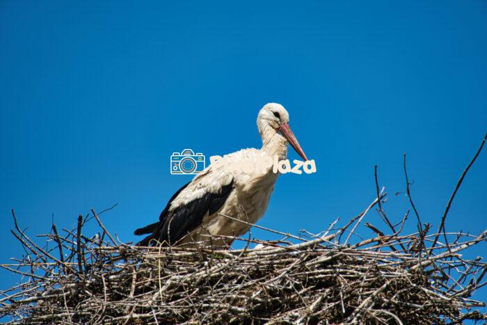 White Stork Standing Alone on Nest - Wildlife Photo Against Blue Sky