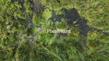 Aerial Drone View of Marshland Grass and Wetland Patterns