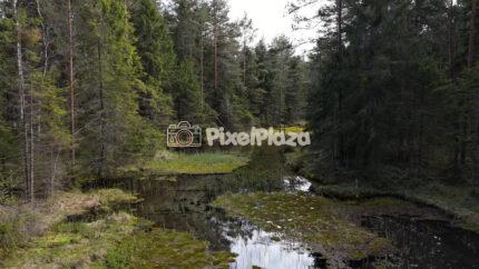 Drone View of Forest Swamp Stream with Evergreen Trees