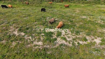 Drone View of Highland Cattle Grazing on Green Meadow