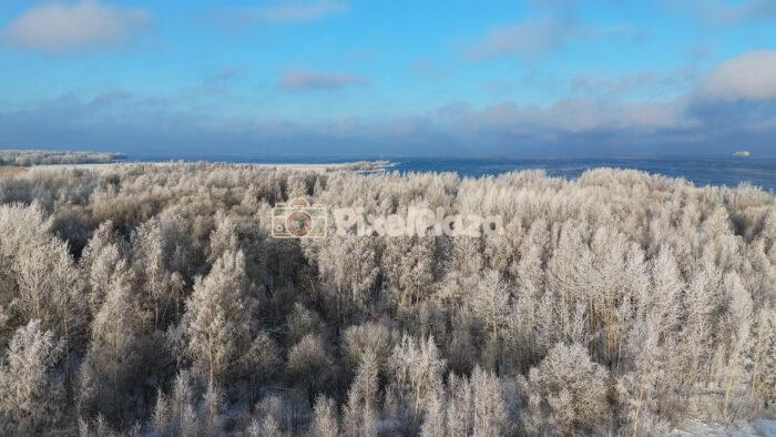 Frozen Coastal Forest in Paljassaare, Tallinn - Winter 4K Drone Video