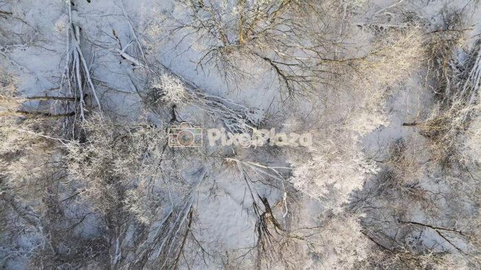 Storm-Damaged Winter Forest in Paljassaare, Tallinn - 4K Drone Video